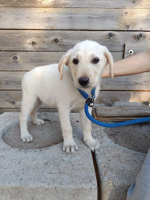 Iris mix labrador 3 mesi Foto 2